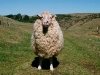 Паршивая овца - кадры из фильма