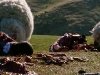 Паршивая овца - кадры из фильма